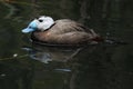 White-headed duck (Oxyura leucocephala) Royalty Free Stock Photo