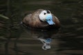 White-headed duck (Oxyura leucocephala) Royalty Free Stock Photo