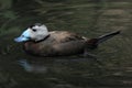 White-headed duck (Oxyura leucocephala) Royalty Free Stock Photo