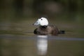 White headed duck,Oxyura leucocephala