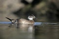 White headed duck,Oxyura leucocephala