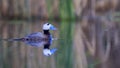 White-headed Duck Swimming on Lake Royalty Free Stock Photo