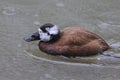 White-headed Duck (Oxyura leucocephala) Royalty Free Stock Photo