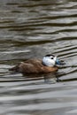 White-headed duck (Oxyura leucocephala Royalty Free Stock Photo