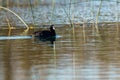 White-headed duck swimming in reedy pond