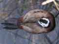 A white-headed duck tucking its blue beak under its wing Royalty Free Stock Photo