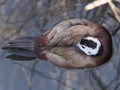 A white-headed duck tucking its blue beak under its wing