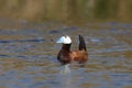 White headed Duck on the water displaying Royalty Free Stock Photo