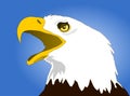 White headed eagle Royalty Free Stock Photo