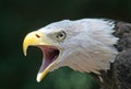 White headed eagle Royalty Free Stock Photo