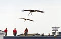 White-headed eagle flying before falconers Royalty Free Stock Photo