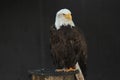 White-headed eagle Royalty Free Stock Photo