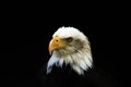 White-headed eagle Royalty Free Stock Photo