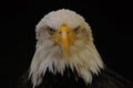 White-headed eagle Royalty Free Stock Photo