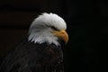 White-headed eagle Royalty Free Stock Photo