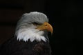 White-headed eagle Royalty Free Stock Photo
