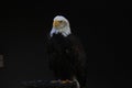 White-headed eagle Royalty Free Stock Photo