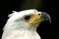 White-headed eagle portrait Royalty Free Stock Photo