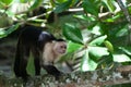 White-headed Capuchin monkey Cebus capucinus in rainforest of