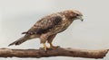 Exaggerated Proportions: A Hawk On A Branch In John Wilhelm\'s Style