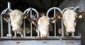 White headed hereford bulls in open stable in holland