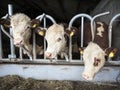 White headed hereford bulls in open stable in holland