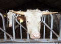 White headed hereford bulls in open stable in holland