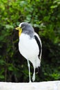 White headed lapwing Royalty Free Stock Photo