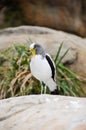 White headed lapwing Royalty Free Stock Photo