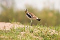 White-headed Lapwing Royalty Free Stock Photo