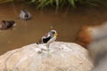 White-headed lapwing called Vanellus albiceps Royalty Free Stock Photo