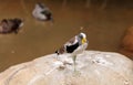 White-headed lapwing called Vanellus albiceps Royalty Free Stock Photo