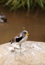 White-headed lapwing called Vanellus albiceps Royalty Free Stock Photo