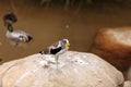 White-headed lapwing called Vanellus albiceps Royalty Free Stock Photo