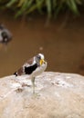 White-headed lapwing called Vanellus albiceps Royalty Free Stock Photo