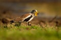 White-headed Lapwing - Vanellus albiceps or white-crowned lapwing, white-headed plover or white-crowned plover is a medium-sized Royalty Free Stock Photo