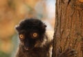Portrait of a white-headed lemur Eulemur albifrons - a female Royalty Free Stock Photo