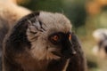 Portrait of a white-headed lemur Eulemur albifrons - a male Royalty Free Stock Photo