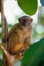 White-headed lemur Eulemur albifrons, Madagascar