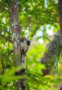 White-headed lemur Madagascar wildlife
