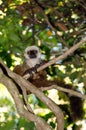 White-headed lemur Madagascar wildlife