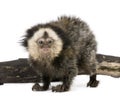 White-headed Marmoset against white background Royalty Free Stock Photo