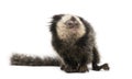 White-headed Marmoset against white background Royalty Free Stock Photo