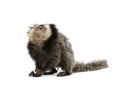 White-headed Marmoset against white background Royalty Free Stock Photo