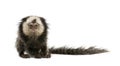 White-headed Marmoset against white background Royalty Free Stock Photo