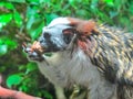 GEOFFREY`S MARMOSET MONKEY Royalty Free Stock Photo