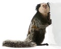 White-headed Marmoset, Callithrix geoffroyi Royalty Free Stock Photo