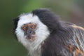 White-headed marmoset