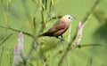 The white-headed munia Lonchura maja