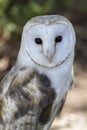 White-headed owl posing and looking at camera Royalty Free Stock Photo
